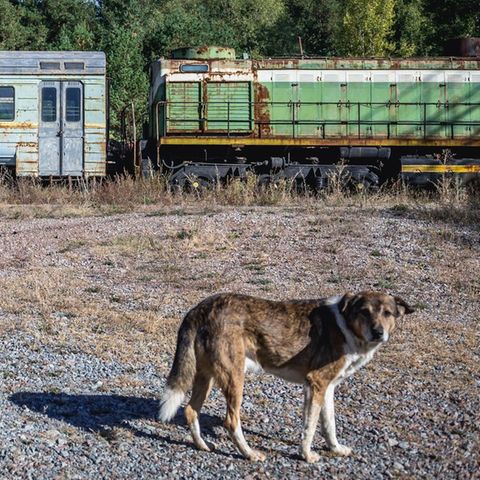 Ein Streuner läuft an verlassenen Waggons in der Region Tschernobyl vorbei