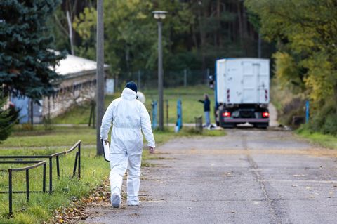 Wegen der Vogelgrippe wurden bereits Zehntausende Enten und Masthähnchen getötet. (Archivbild) Foto: Frank Hammerschmidt/dpa