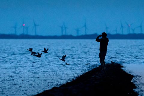 Kranke oder tote Wildvögel sollten von Nationalparkbesuchern wegen einer Infektionsgefahr nicht angefasst werden, rät die Nation