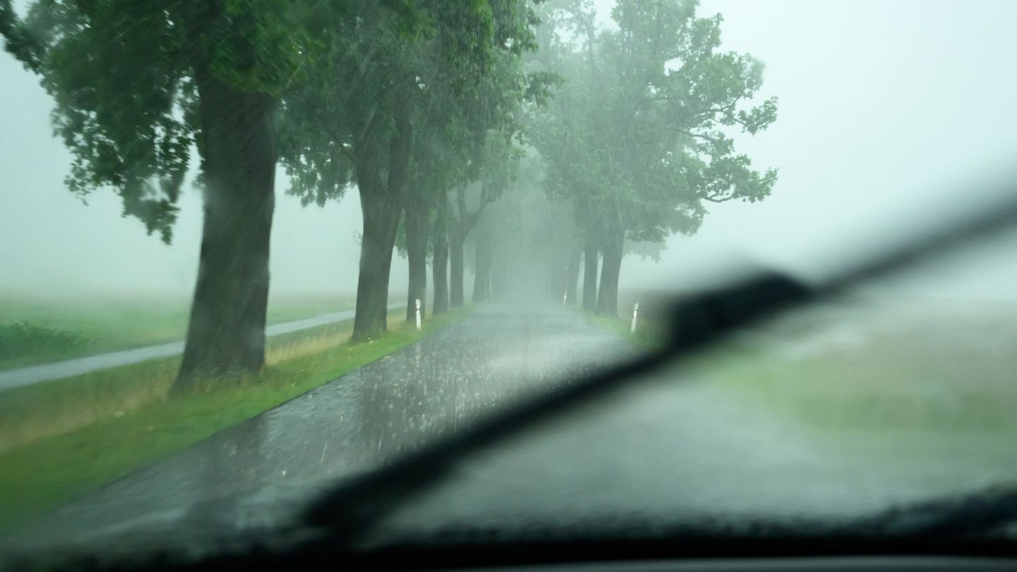 Seit Beginn der Statistik vor 30 Jahren verloren in Sachsen-Anhalt 1.774 Menschen bei Unfällen an Bäumen ihr Leben - die meisten Seit Beginn der Statistik vor 30 Jahren verloren in Sachsen-Anhalt 1.774 Menschen bei Unfällen an Bäumen ihr Leben - die meisten