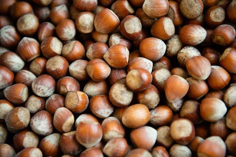 Haselnuss Haselnuss