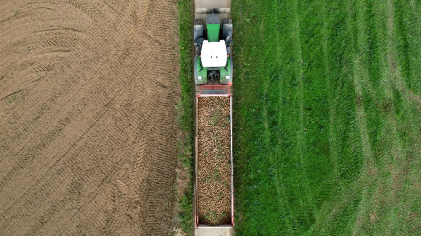 Kartoffelernte in Belgien Kartoffelernte in Belgien