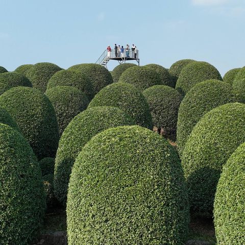 29. Oktober: Ich sehe was, was du nicht siehst ... Hangzhou, China. ... das Spiel gestaltet sich hier schwierig. Denn wie Sie sehen, sehen Sie Baum. Dennoch ist der Anblick dieses chinesischen Gartens voller zu Kugeln geschnittener Bäume sehenswert – wohl besonders von der Aussichtsplattform, auf der diese Touristen stehen