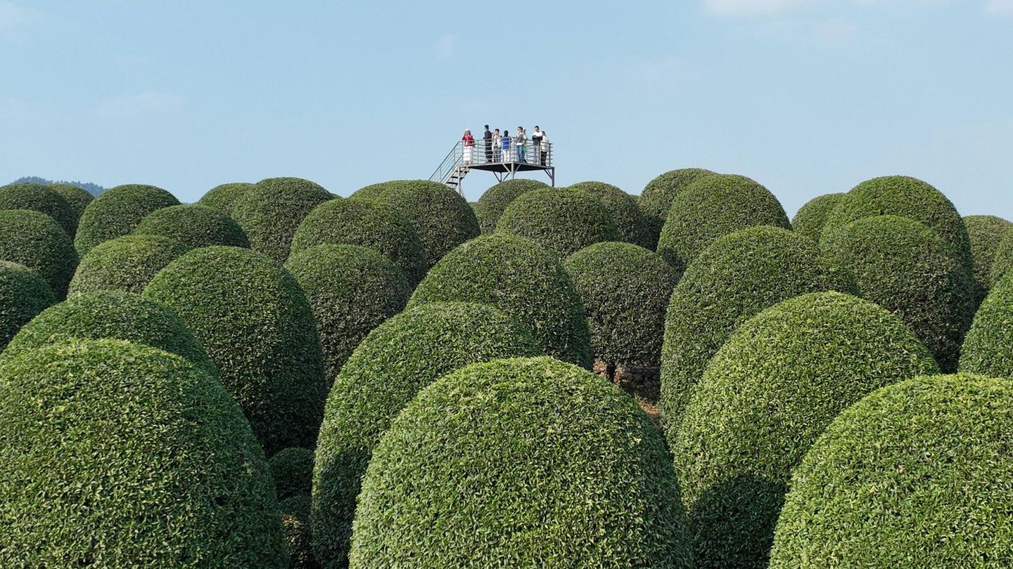 29. Oktober: Ich sehe was, was du nicht siehst ... Hangzhou, China. ... das Spiel gestaltet sich hier schwierig. Denn wie Sie sehen, sehen Sie Baum. Dennoch ist der Anblick dieses chinesischen Gartens voller zu Kugeln geschnittener Bäume sehenswert – wohl besonders von der Aussichtsplattform, auf der diese Touristen stehen