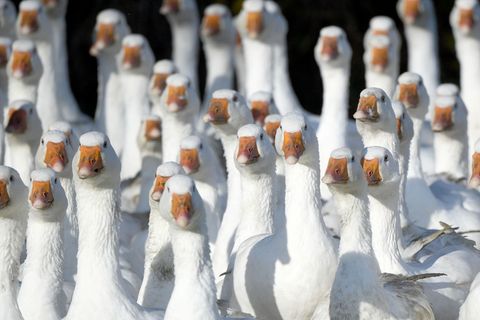 Sie sollen wegen der Vogelgrippe nicht mehr im Freien gehalten werden. (Archivbild) Foto: Carsten Rehder/dpa