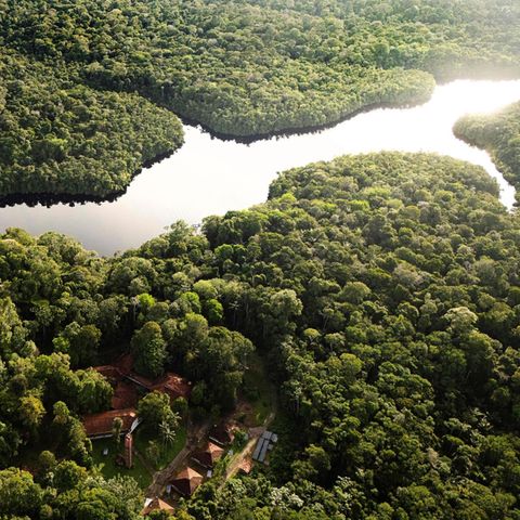 Symbol der Klimakrise: Mit dem Amazonas Regenwald stehen unzählige Existenzen auf dem Spiel