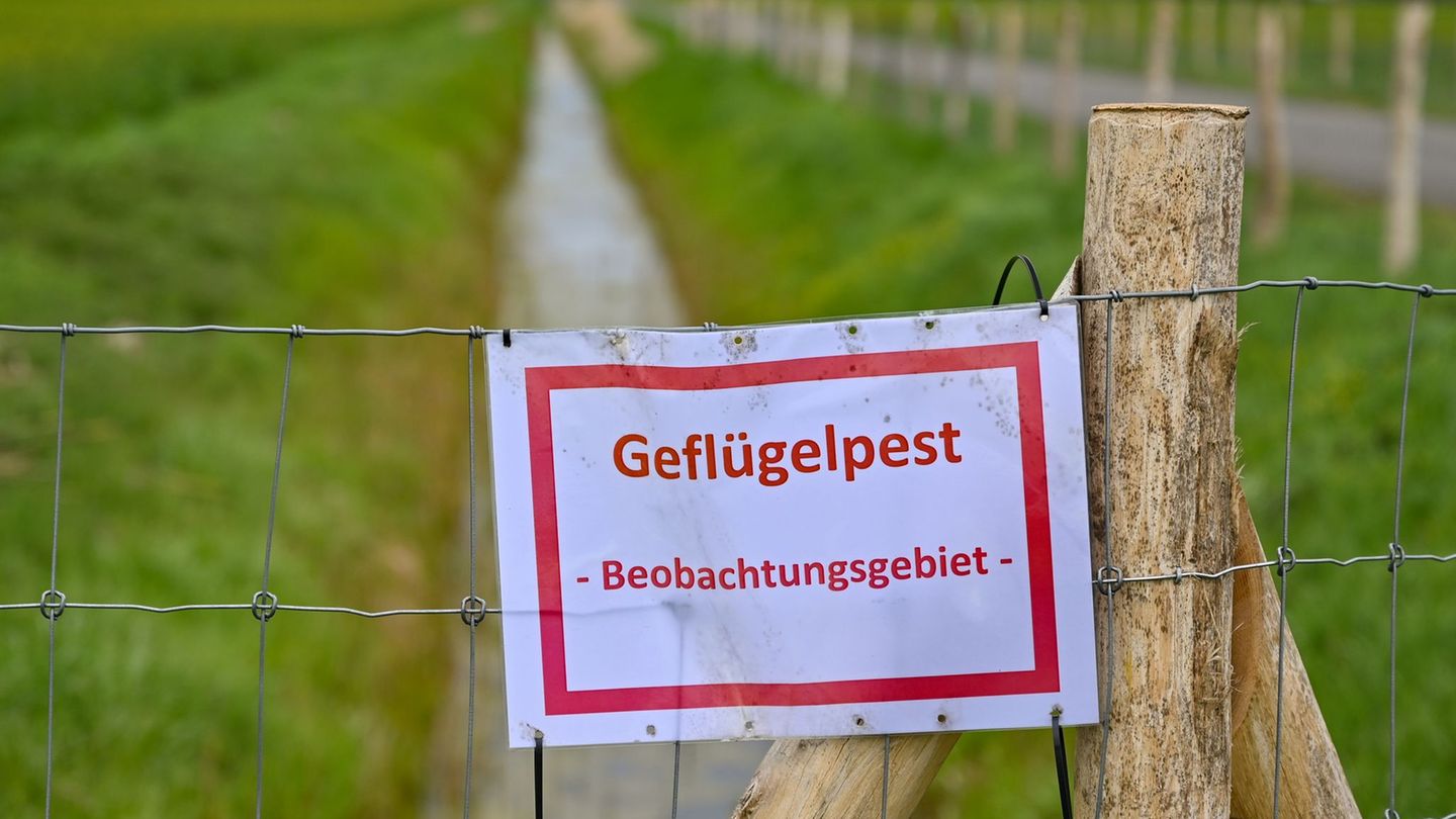 Auch in der Stadt Magdeburg gilt nun die Stallpflicht. (Symbolbild) Foto: Patrick Pleul/dpa-Zentralbild/dpa