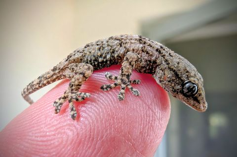 Diesen Gecko fand eine Frau aus Polen in einer Packung Rucola-Salat aus dem Supermarkt. Foto: -/Bartłomiej Gorzkowski/Epicrates/ Diesen Gecko fand eine Frau aus Polen in einer Packung Rucola-Salat aus dem Supermarkt. Foto: -/Bartłomiej Gorzkowski/Epicrates/