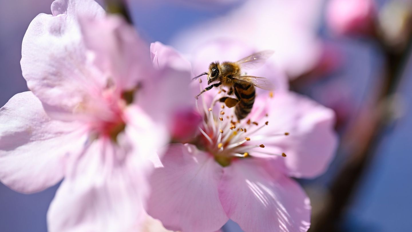 Kultur: Neue Ausstellung über die Welt der Insekten in Dresden