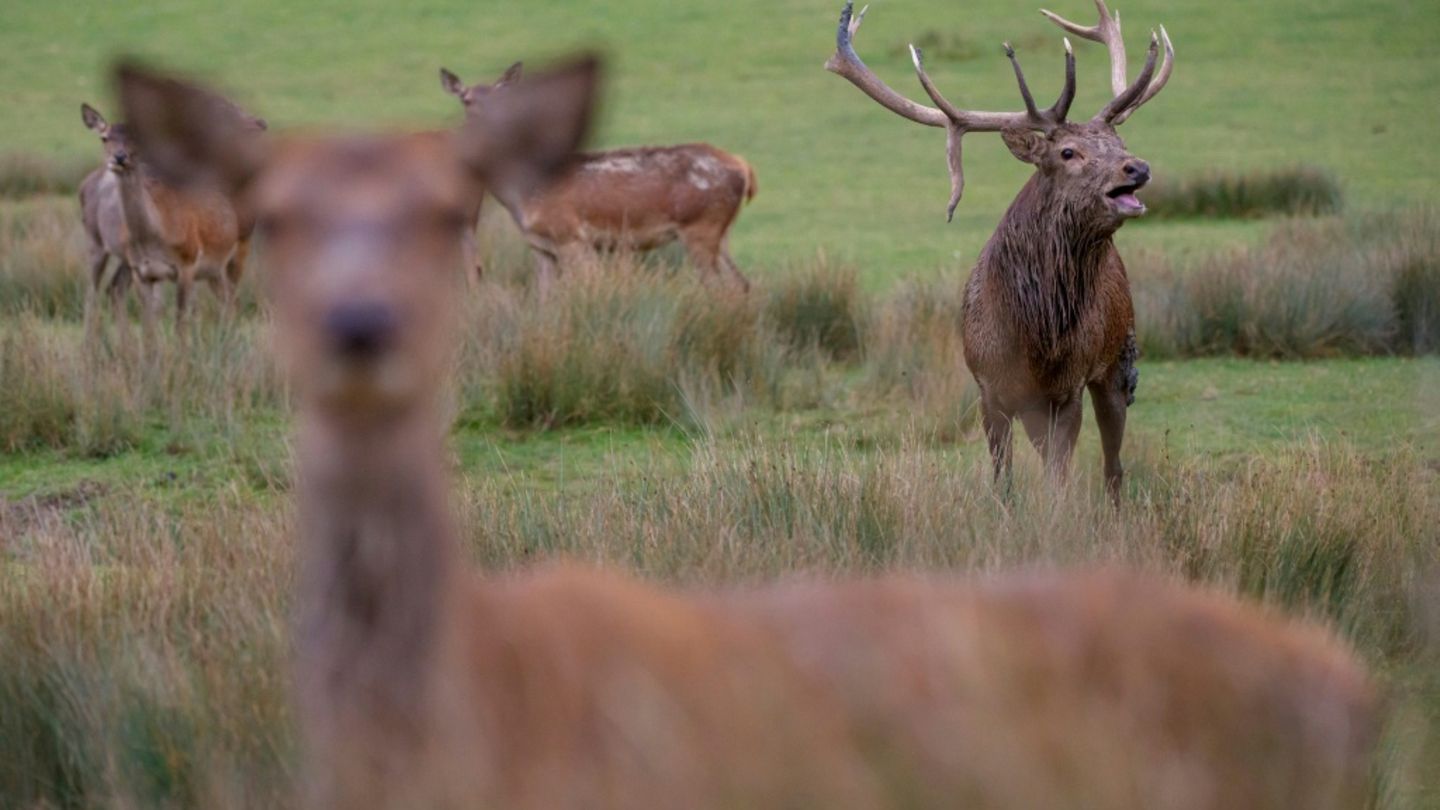 Hirsch durchschlägt Frontscheibe: Toter bei Wildunfall in Niedersachsen