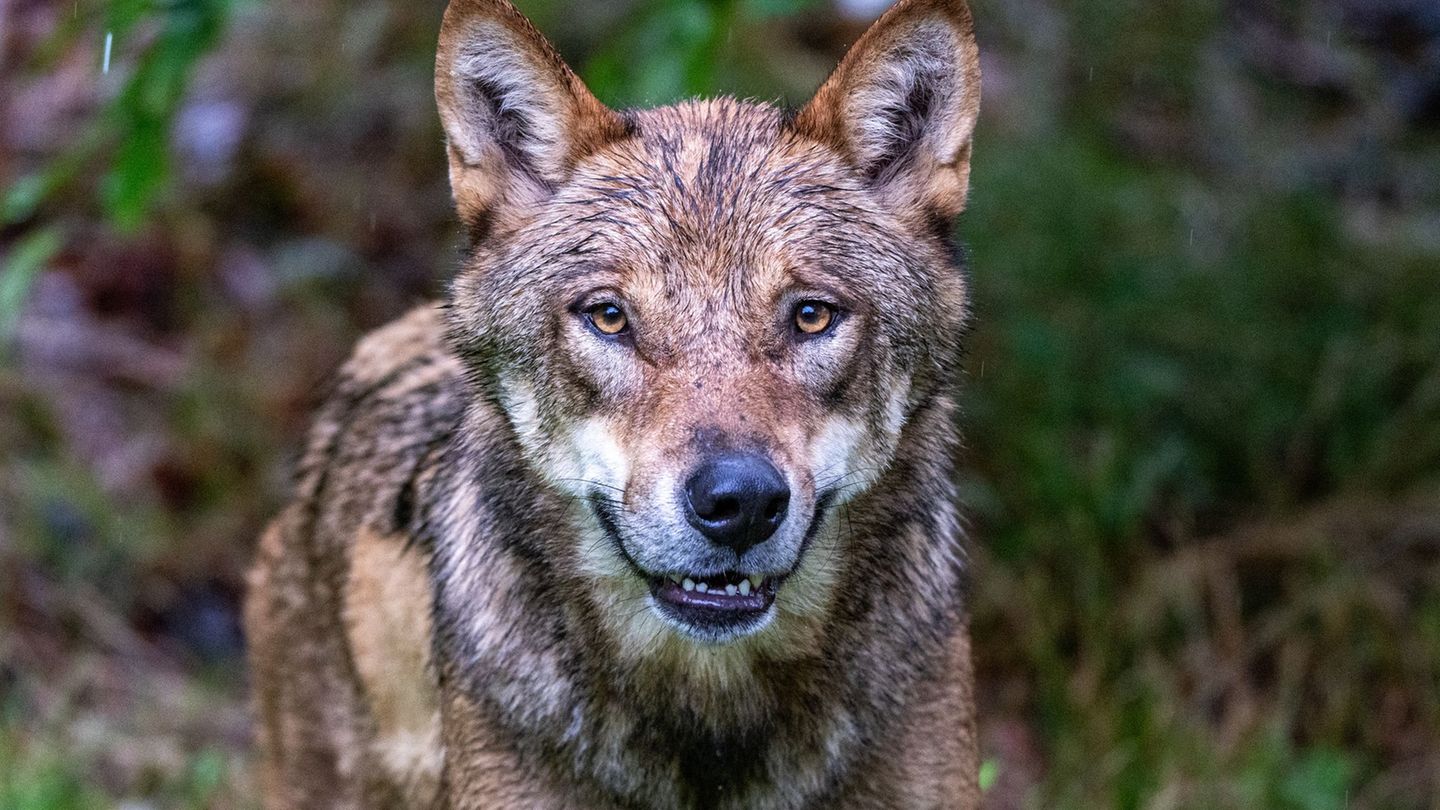 Weideschutz: Schafe in Unterfranken gerissen - Analyse bestätigt Wolf