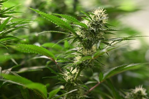 Die Ermittler hoben drei Plantagen zum professionellen Anbau von Cannabispflanzen aus. (Symbolbild) Foto: Martin Schutt/dpa