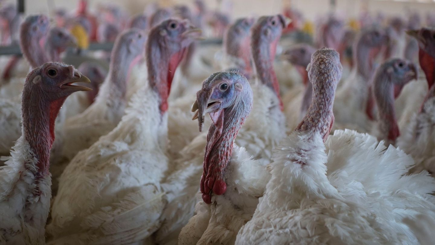 Puten sind nach Angaben des niedersächsischen Agrarministeriums besonders von der Vogelgrippe betroffen. (Archivbild) Foto: Phil
