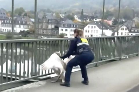 Polizistin Marion pirscht sich auf der Moselbrücke von hinten an den großen Schwan