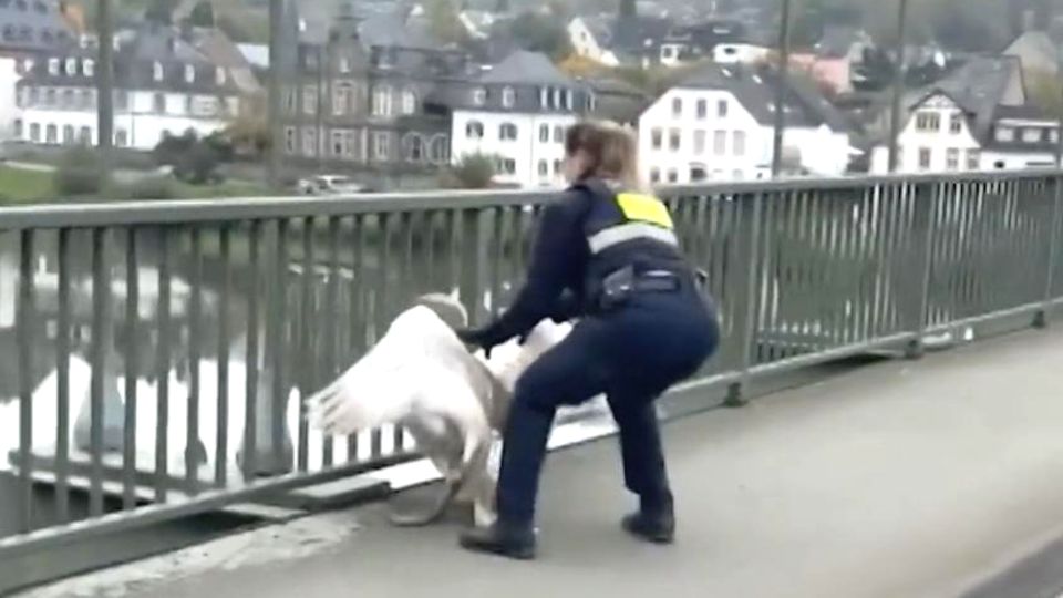 Polizistin rettet verirrten Schwan – Einsatz an der Mosel in Rheinland-Pfalz Polizistin Marion pirscht sich auf der Moselbrücke von hinten an den großen Schwan