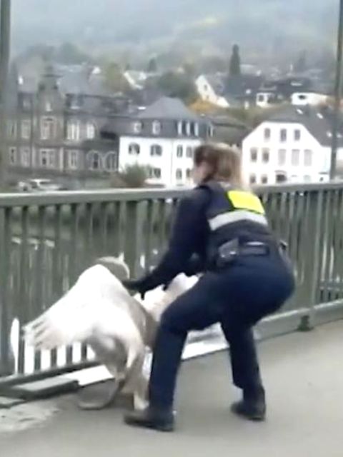 Polizistin rettet verirrten Schwan – Einsatz an der Mosel in Rheinland-Pfalz Polizistin Marion pirscht sich auf der Moselbrücke von hinten an den großen Schwan