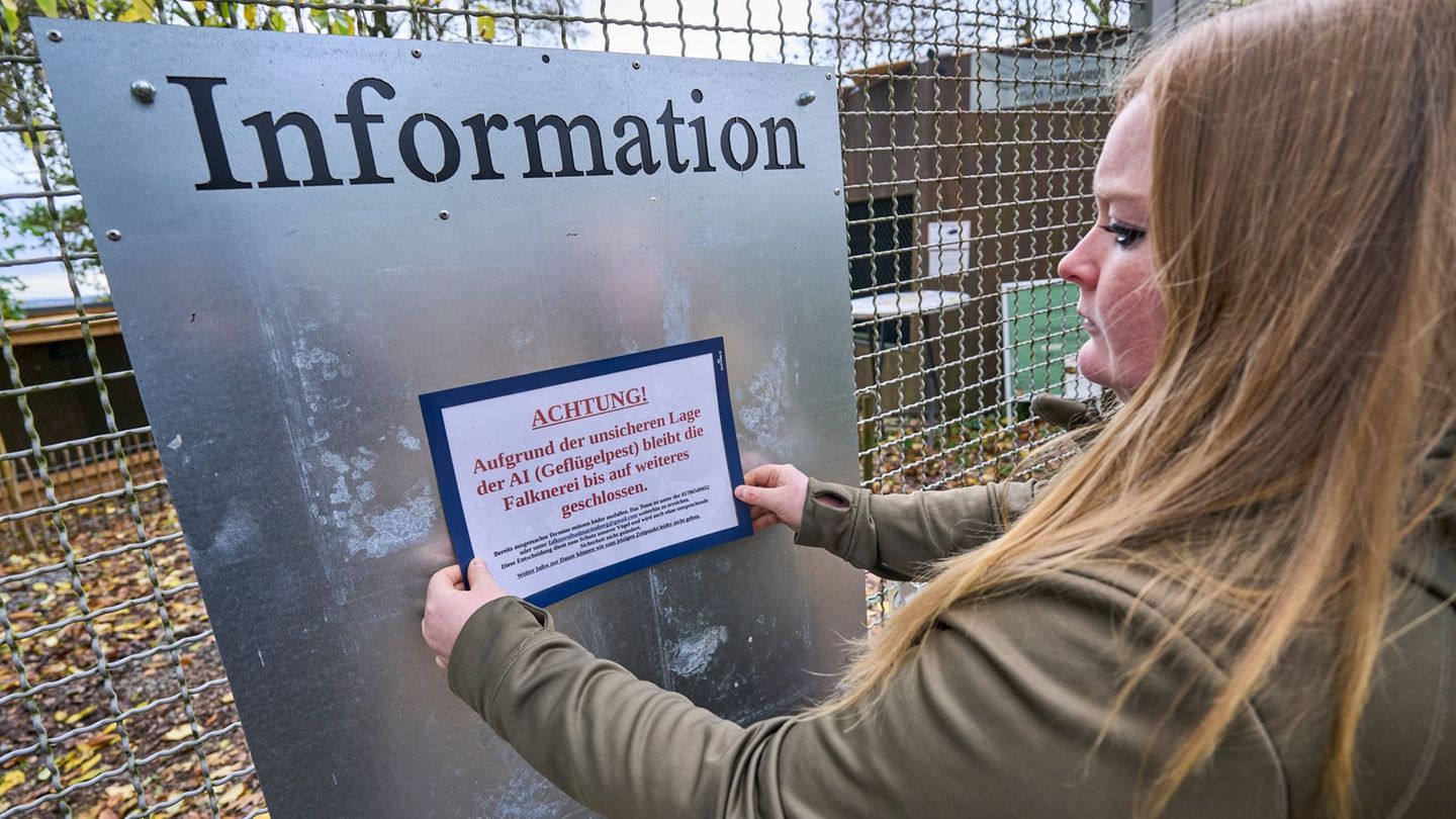 Geflügelpest: Volieren zu und Hoffen - Vogelhalter in Sorge um ihre Tiere