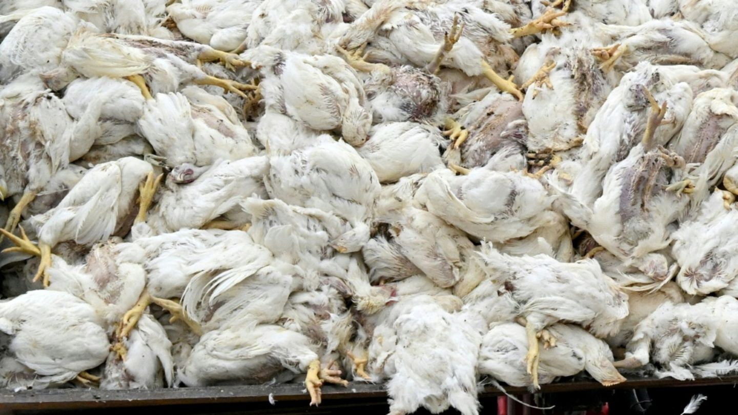 Tote Vögel in einem Container in Neutrebbin am 27. Oktober