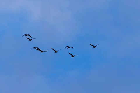 In Berlin wurden zehn Fälle von Vogelgrippe nachgewiesen. (Symbolbild) Foto: Frank Hammerschmidt/dpa