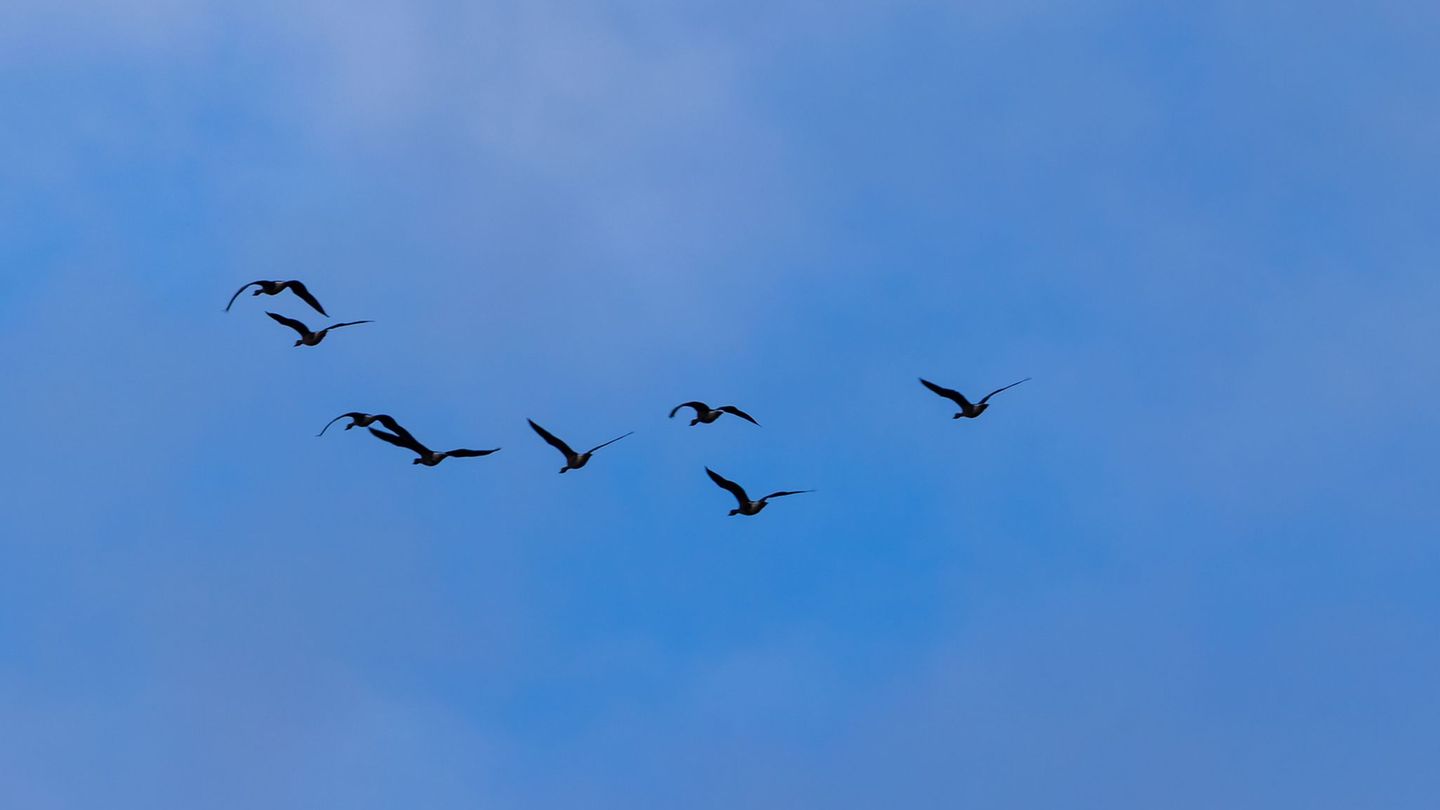 Tierseuche: Zehn Fälle von Vogelgrippe in Berlin bestätigt