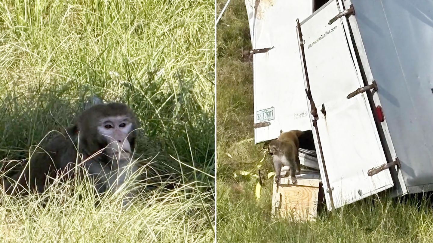 Crash auf Autobahn: Forschungsaffen entlaufen nach Unfall – und werden dann unnötig getötet