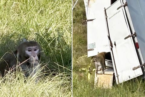 USA: Forschungsaffen entkommen nach Unfall – und werden dann unnötig getötet USA: Forschungsaffen entkommen nach Unfall – und werden dann unnötig getötet