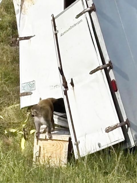 USA: Forschungsaffen entkommen nach Unfall – und werden dann unnötig getötet USA: Forschungsaffen entkommen nach Unfall – und werden dann unnötig getötet