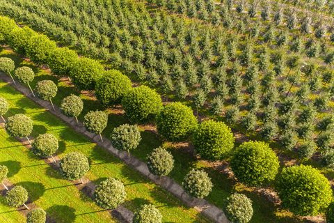 Grün, grüner, Niedersachsen: Nirgendwo sonst in Deutschland erstrecken sich so viele Baumschulflächen. (Archivbild) Foto: Mohsse