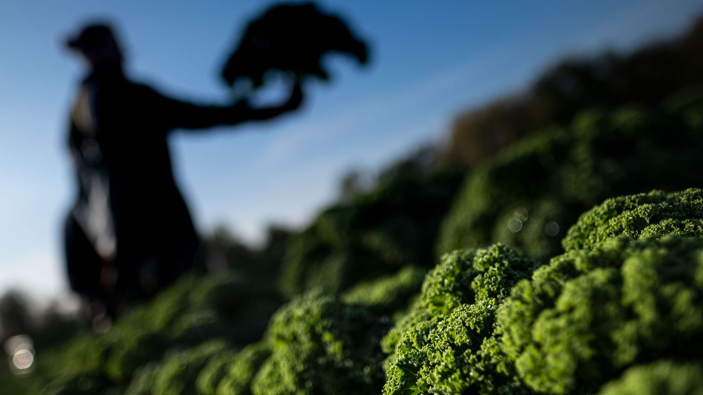 Agrar: Landwirtschaftskammer erwartet stabile Grünkohlpreise
