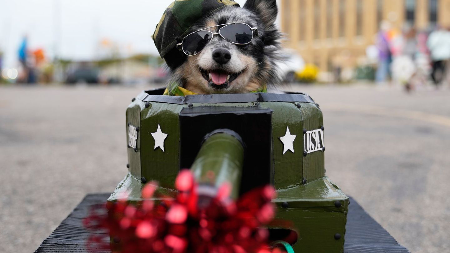 Die Landestierschutzbeauftragte Madeleine Martin warnt mit Blick auf Halloween vor dem Kostümieren von Tieren. (Symbolbild) Foto Die Landestierschutzbeauftragte Madeleine Martin warnt mit Blick auf Halloween vor dem Kostümieren von Tieren. (Symbolbild) Foto