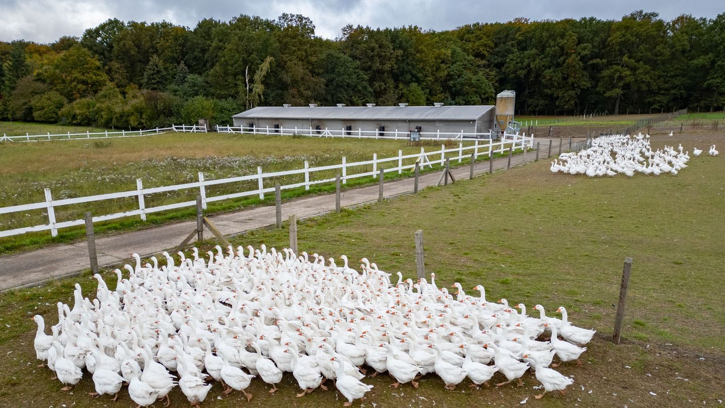 Noch sind die Gänse auf der Weide. (Archivbild) Foto: Robert Michael/dpa