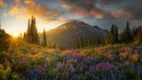 Wie im Paradies "Elysium" hat Chris Byrne aus den USA seine Aufnahme am berühmten Mount Rainier im US-Bundestaat Washington getauft. Im Sommer stehen dort Wildblumen wie Lupinen in voller Blüte. Viermal stieg Byrne das hochalpine Gelände hinauf, bis er die perfekte Aufnahme der Wiese fand