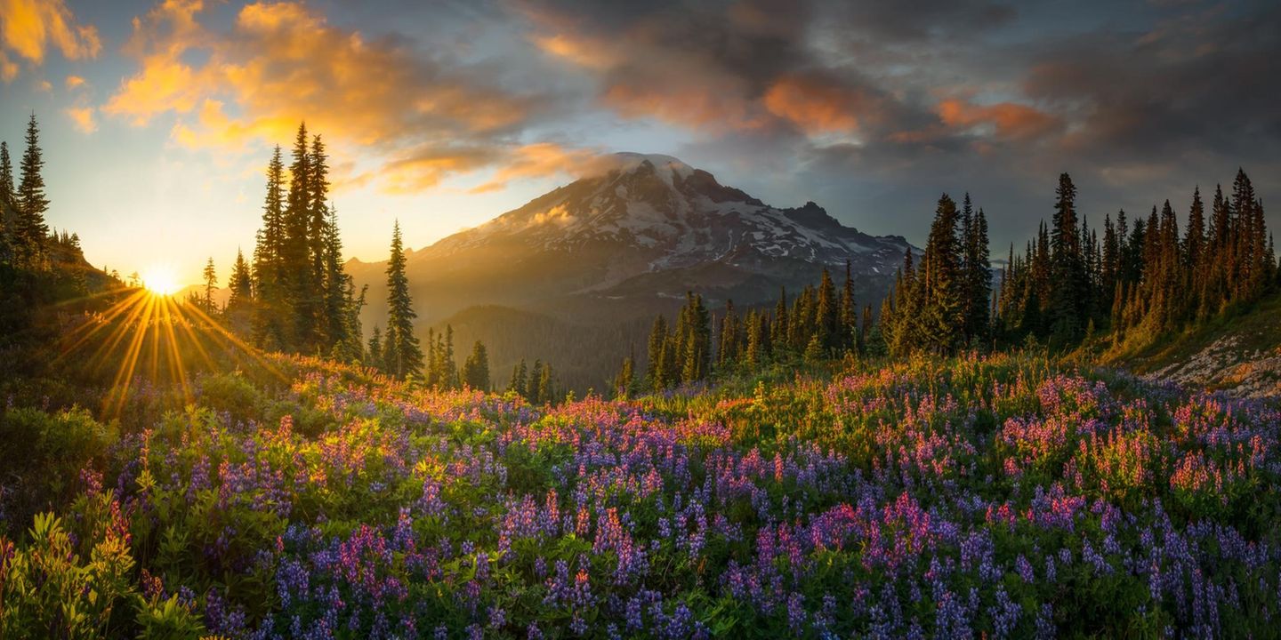 Wie im Paradies "Elysium" hat Chris Byrne aus den USA seine Aufnahme am berühmten Mount Rainier im US-Bundestaat Washington getauft. Im Sommer stehen dort Wildblumen wie Lupinen in voller Blüte. Viermal stieg Byrne das hochalpine Gelände hinauf, bis er die perfekte Aufnahme der Wiese fand