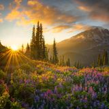 "Elysium" hat Chris Byrne aus den USA seine Aufnahme am berühmten Mount Rainier im US-Bundestaat Washington getauft. Im Sommer stehen dort Wildblumen wie Lupinen in voller Blüte. Viermal stieg Byrne das hochalpine Gelände hinauf, bis er die perfekte Aufnahme der Wiese fand