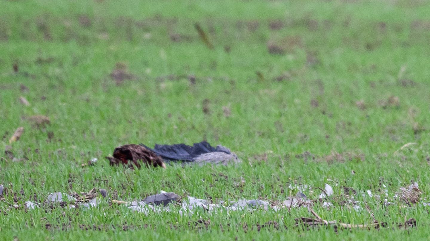 Im Landkreis Reutlingen ist ein mit Vogelgrippe infizierter Kranich entdeckt worden. (Symbolbild) Foto: Christophe Gateau/dpa Im Landkreis Reutlingen ist ein mit Vogelgrippe infizierter Kranich entdeckt worden. (Symbolbild) Foto: Christophe Gateau/dpa