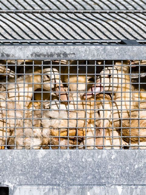 Geflügel muss im Stall bleiben. Foto: Frank Hammerschmidt/dpa
