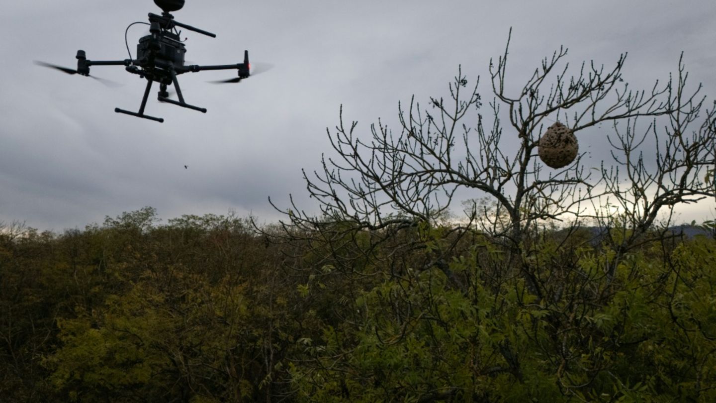 Nestbekämpfung Nestbekämpfung