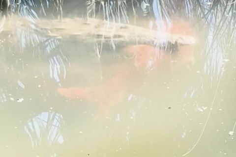 Krokodil reißt Familienhund in die Tiefe