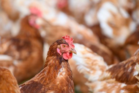 Im Landkreis Mansfeld-Südharz müssen 40.000 Hennen getötet werden. (Symbolbild) Foto: Klaus-Dietmar Gabbert/dpa