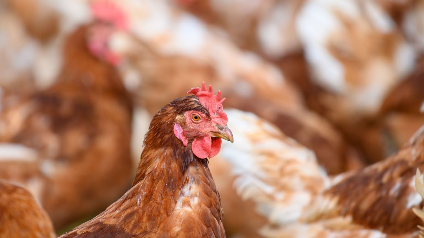 Im Landkreis Mansfeld-Südharz müssen 40.000 Hennen getötet werden. (Symbolbild) Foto: Klaus-Dietmar Gabbert/dpa Im Landkreis Mansfeld-Südharz müssen 40.000 Hennen getötet werden. (Symbolbild) Foto: Klaus-Dietmar Gabbert/dpa