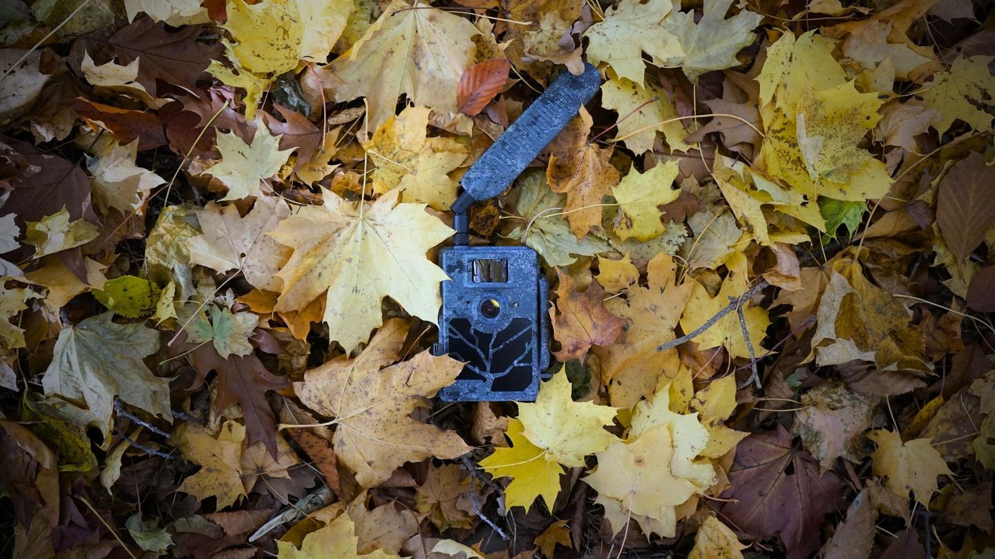 Wildkamera Test: Nicht immer passt die Tarnung zur Natur