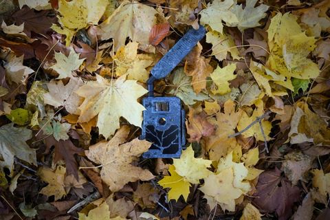 Wildkamera Test: Nicht immer passt die Tarnung zur Natur