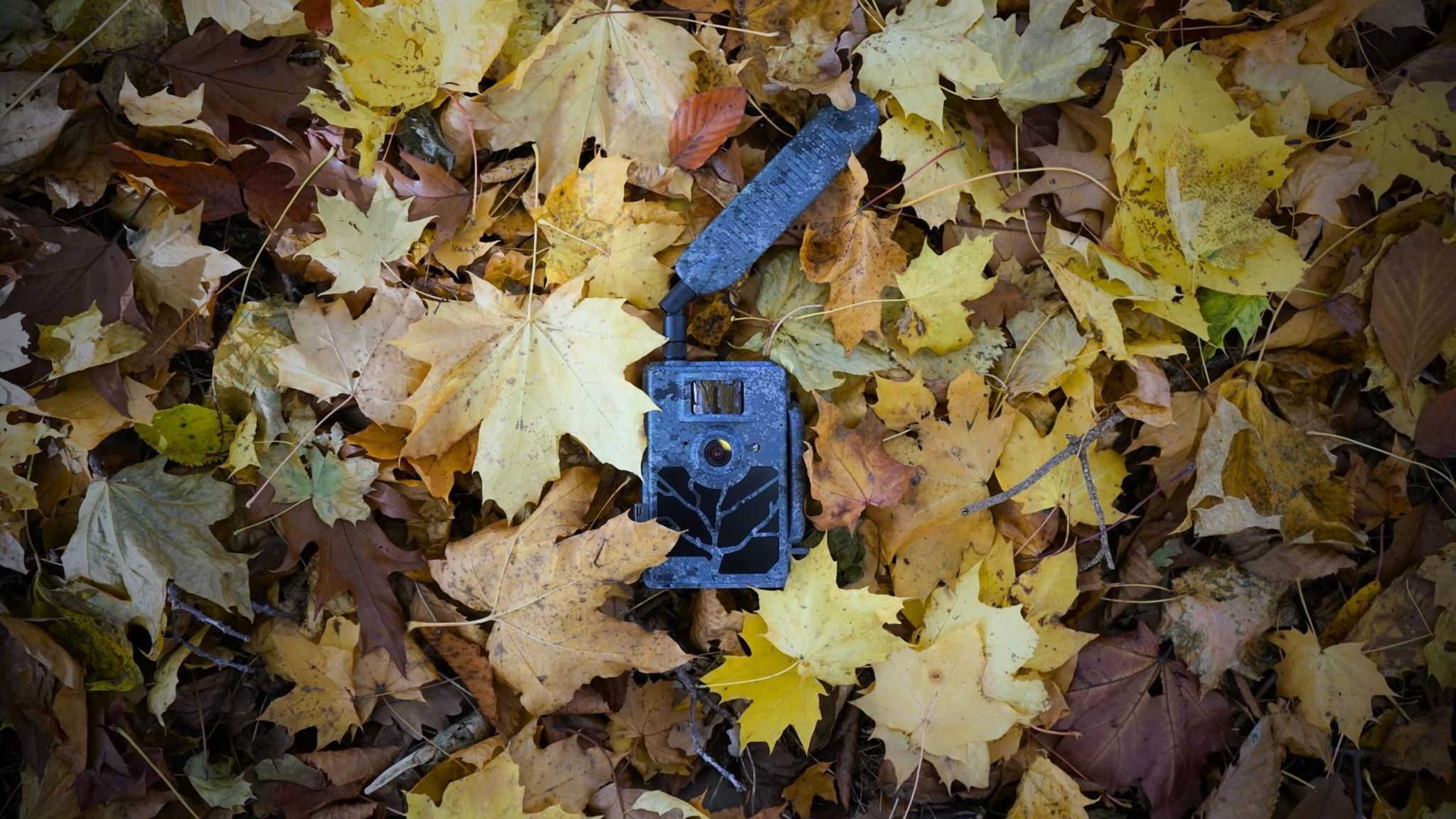 Wildkamera Test: Nicht immer passt die Tarnung zur Natur