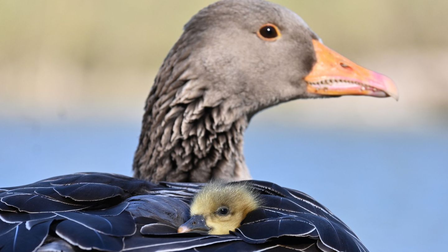 In Oberbayern ist die Vogelgrippe bei fünf verendeten Graugänsen nachgewiesen worden. (Symbolbild) Foto: Katrin Requadt/dpa In Oberbayern ist die Vogelgrippe bei fünf verendeten Graugänsen nachgewiesen worden. (Symbolbild) Foto: Katrin Requadt/dpa
