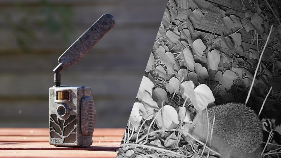 Wildkamera Test: Zeiss Secacam 5 erwischt Igel