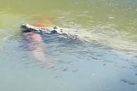 Krokodil schnappt Golden Retriever: "Es war herzzerreißend"