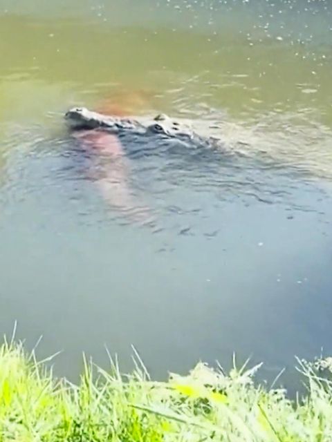 Krokodil schnappt Golden Retriever: "Es war herzzerreißend" Krokodil schnappt Golden Retriever: "Es war herzzerreißend"