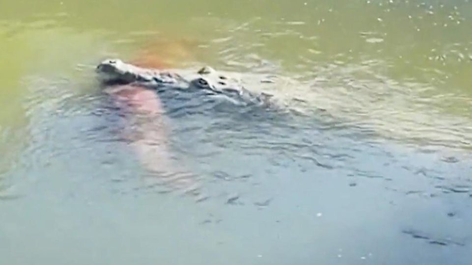 Krokodil schnappt Golden Retriever: "Es war herzzerreißend" Krokodil schnappt Golden Retriever: "Es war herzzerreißend"