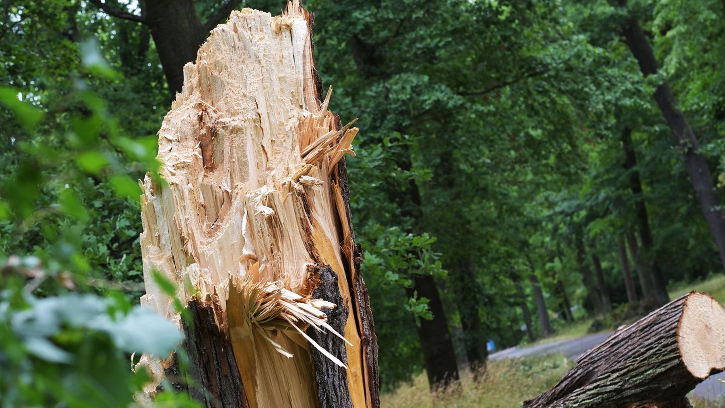 In Mecklenburg-Vorpommern sind bei einem Sturm mehrere Äste und Baumteile auf die Straßen gefallen. (Symbolbild) Foto: Michael B In Mecklenburg-Vorpommern sind bei einem Sturm mehrere Äste und Baumteile auf die Straßen gefallen. (Symbolbild) Foto: Michael B