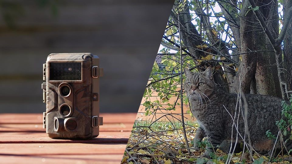 Wildkamera Test: BlazeVideo A323 mit früher Erkennung